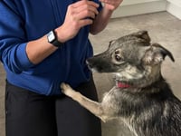 Dog missing near busy A38 road saved by Somerset volunteers